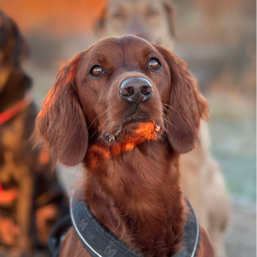 Voksen Begynderhold, Lynge Opstart Tirsdage Februar 2026