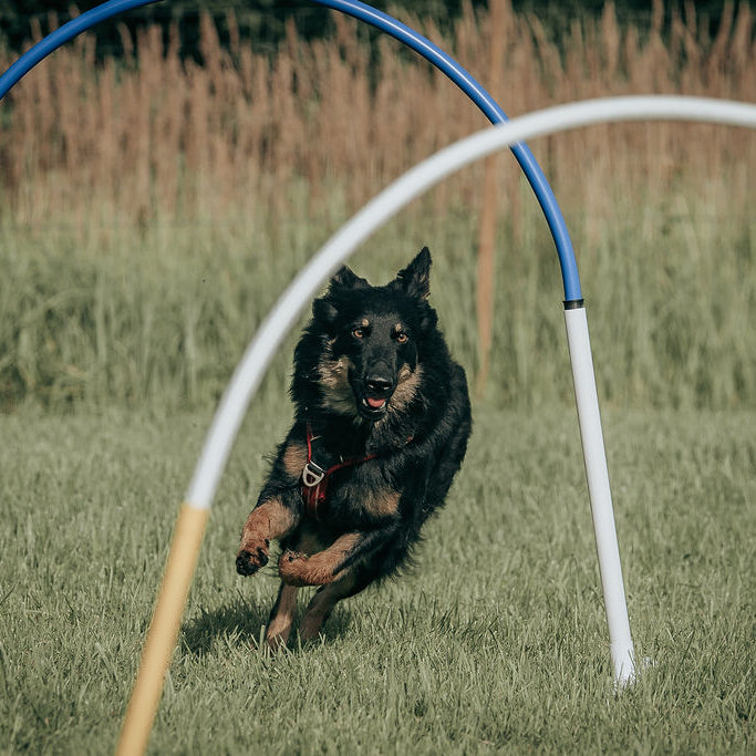 Hoopers Begynder Onsdage kl.16.50-17.50 Juni 2026 Lynge